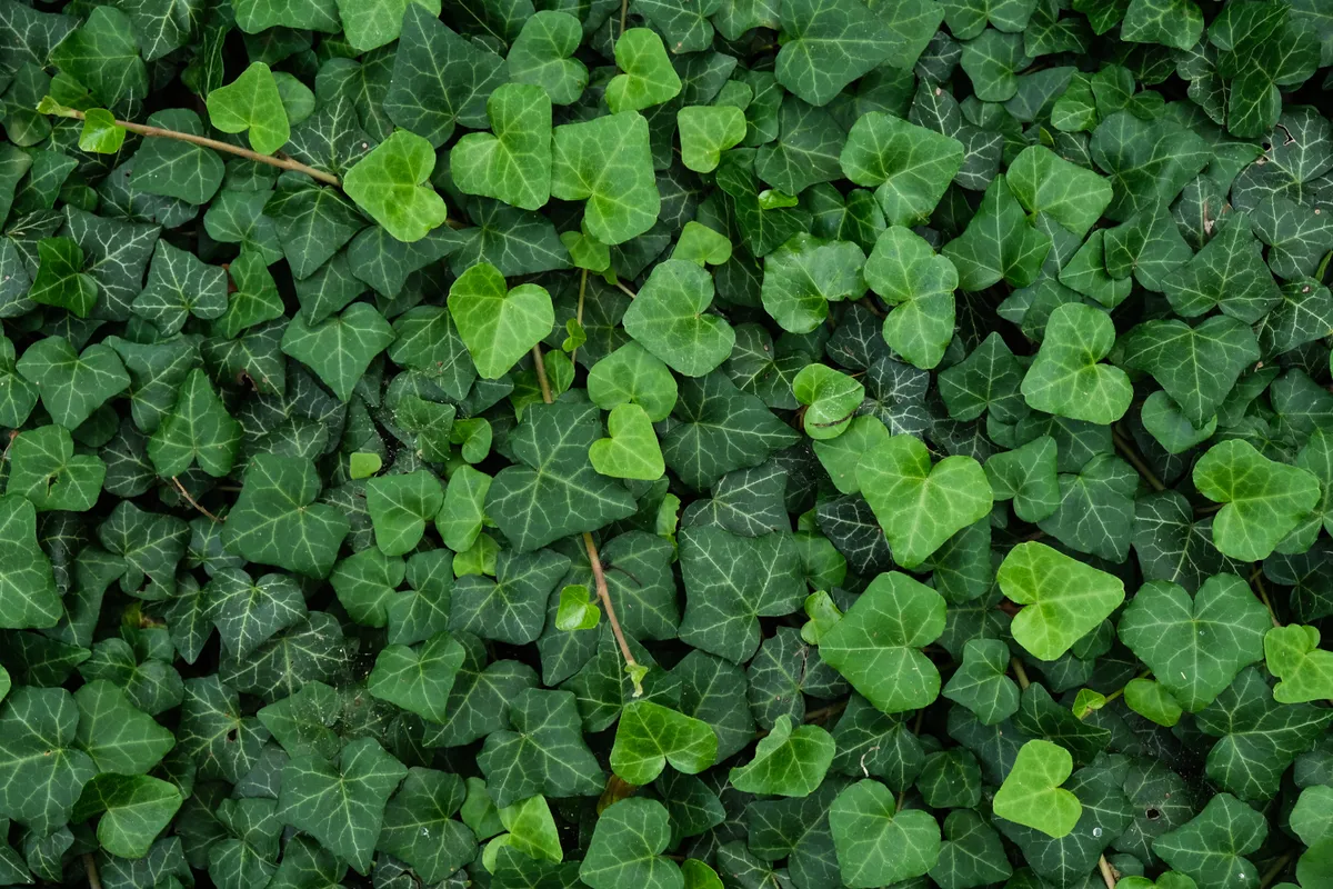 Solid ivy on the ground in summer