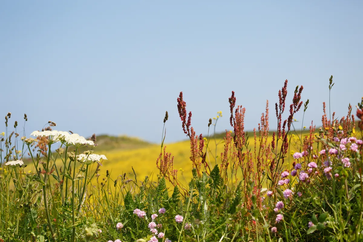 Limited depth of field image of wildflowers and grasses, including sorrel, an umbellifer and sea thrift. There is a field of yellow flowers in the blurred background. Taken by the coast path near Lundy Bay, which is part of Port Quin Bay, North Cornwall. They are growing in the top of a Cornish hedge.