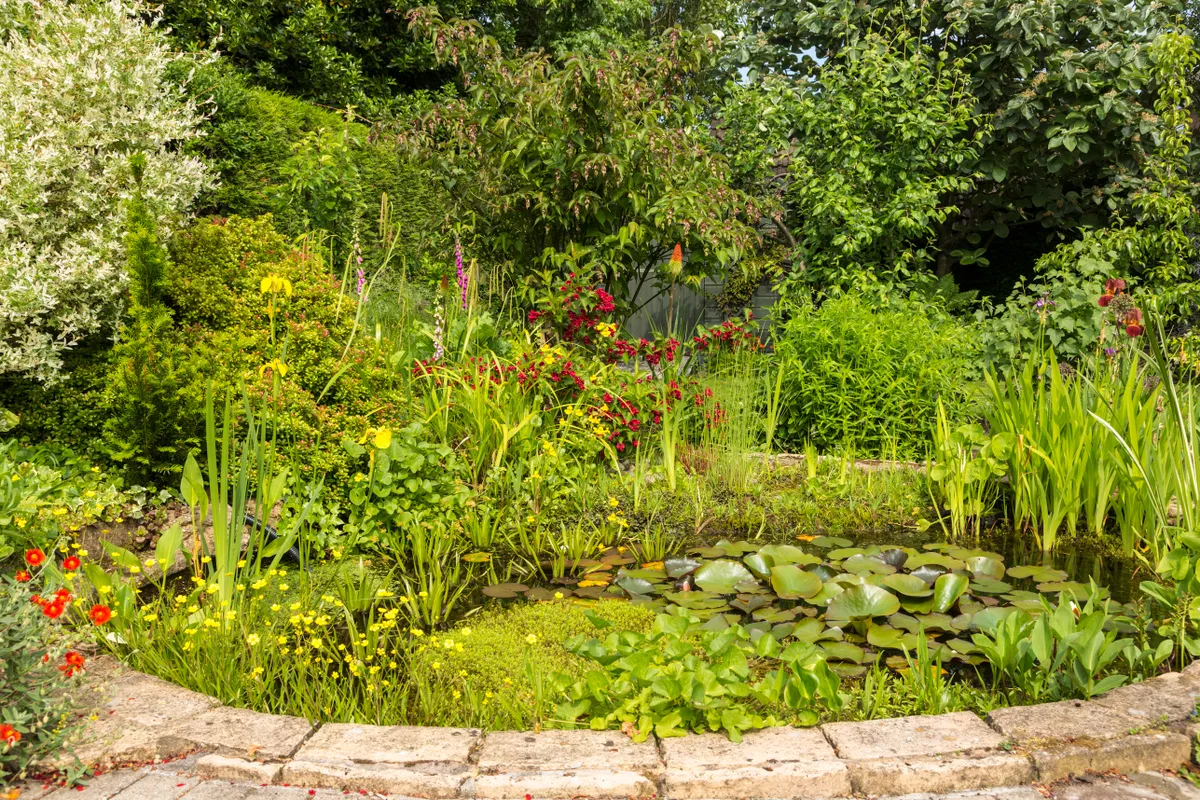 Garden pond in Summer