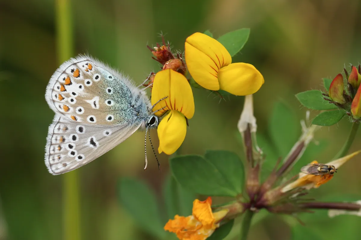 Common Blue Butterfly (Polyommatus icarus )on Bird’s-foot trefoil (Lotus corniculatus).