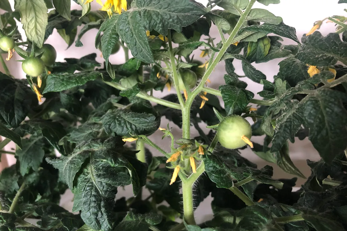 Tomatoes growing in the Smart Garden 27