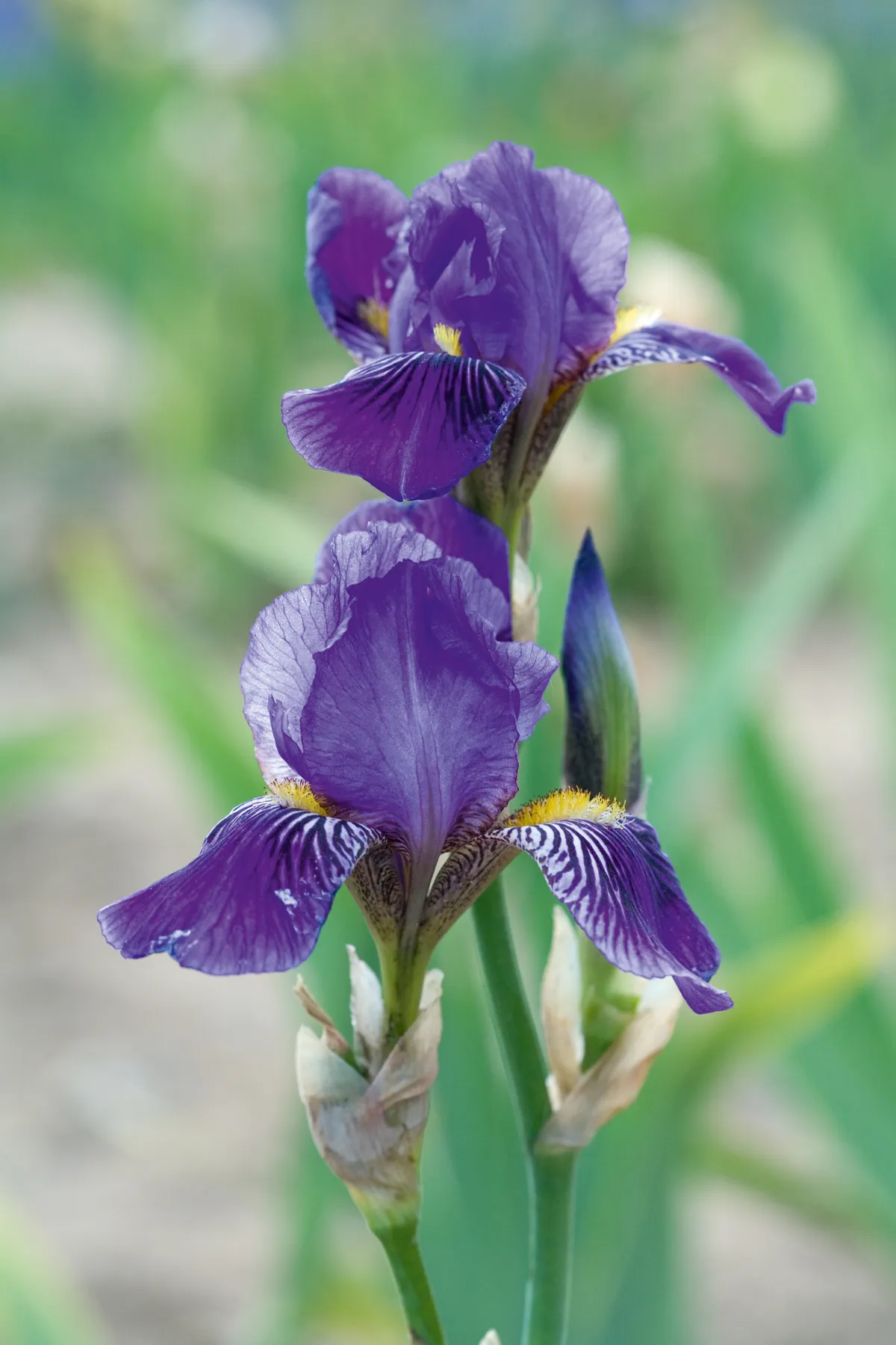 Iris germanica 'Butterfly Dance'