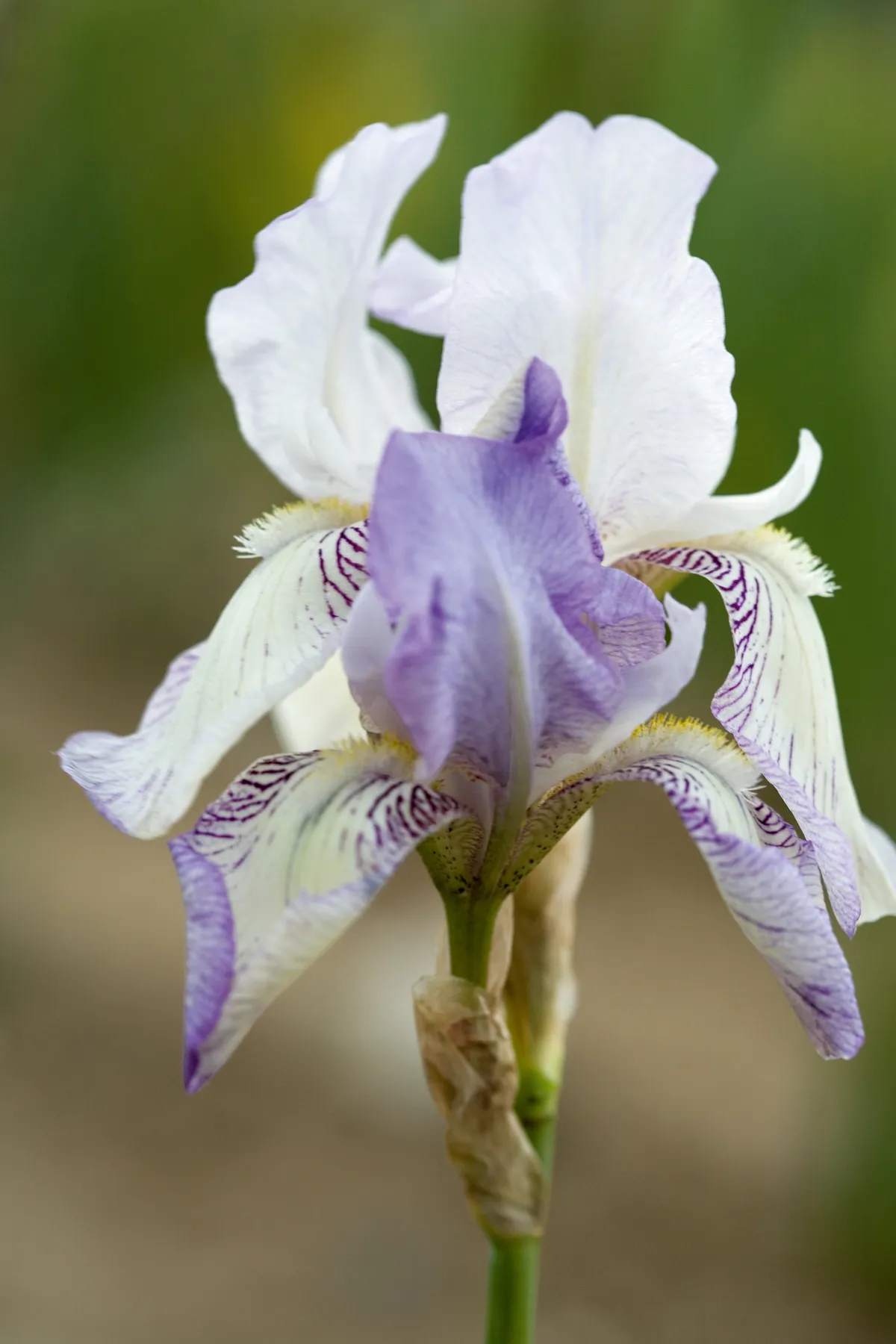 Iris germanica 'Bridesmaid'