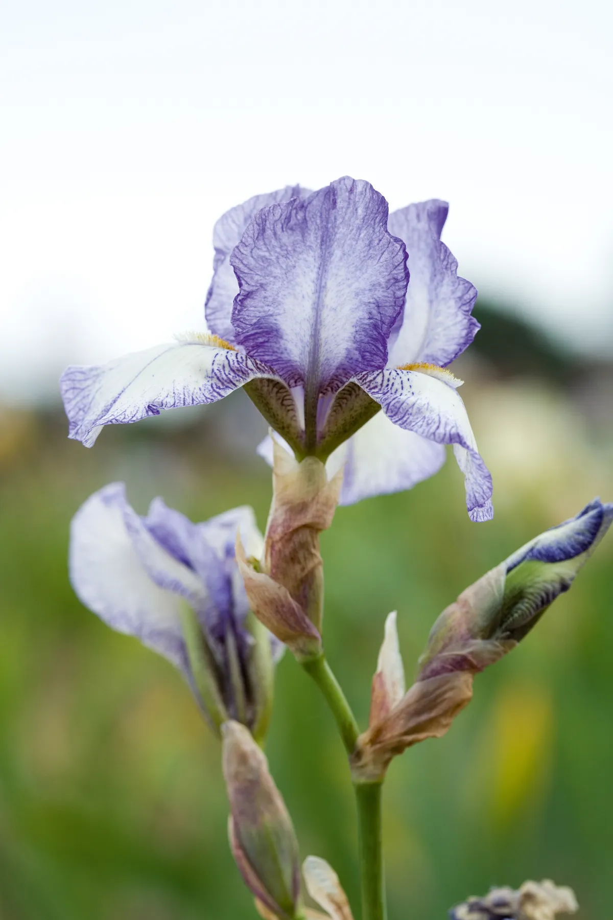Iris germanica 'Ozark Sky'