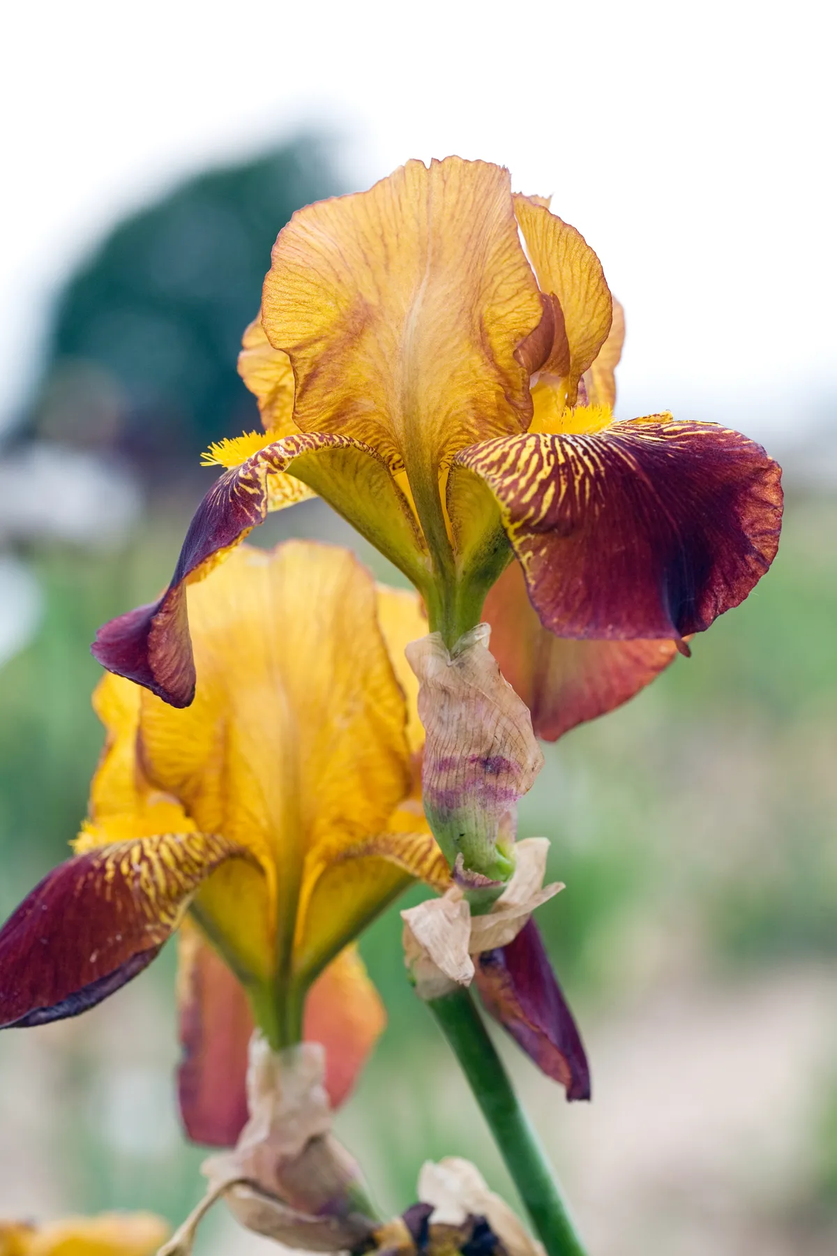 Iris germanica 'Miss Arravilla'