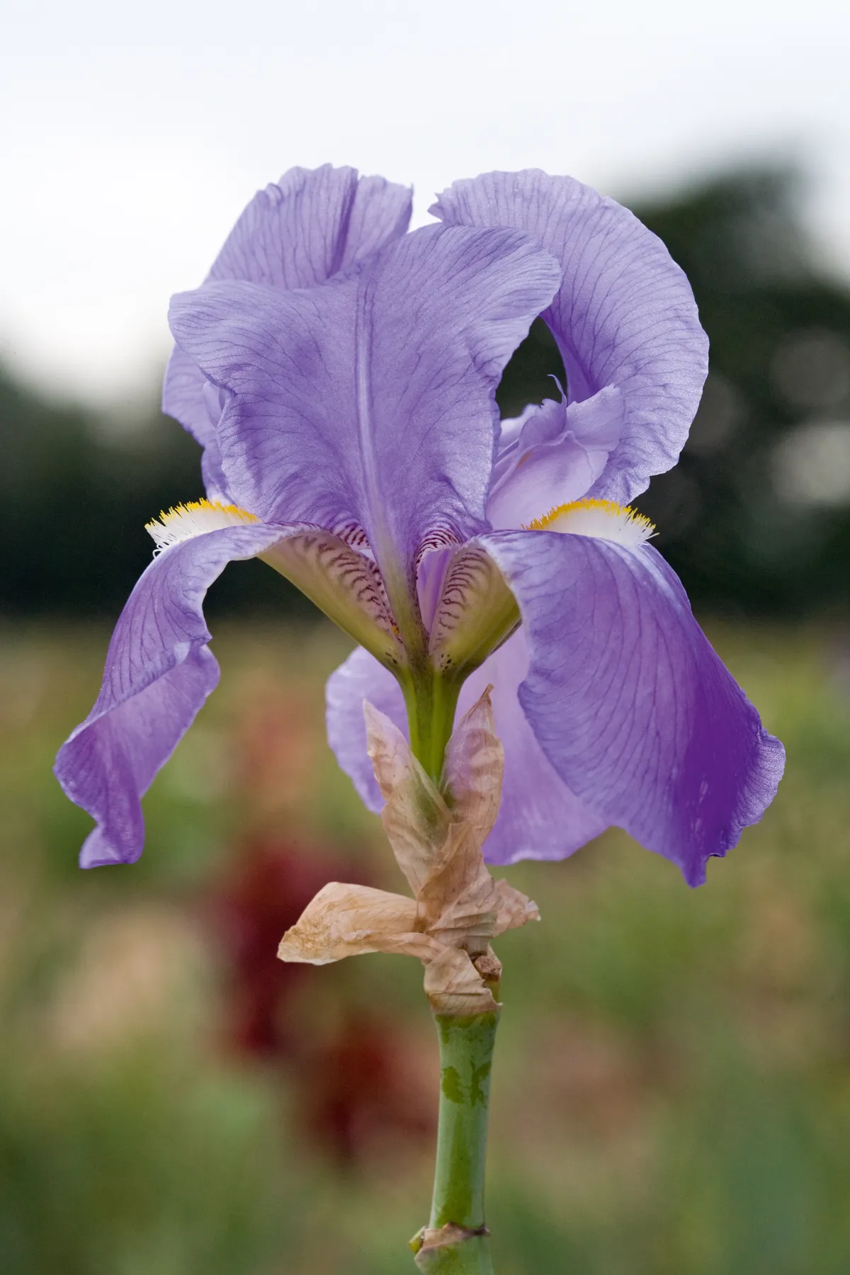 Iris germanica 'Pallida' (syn.Damatica)'