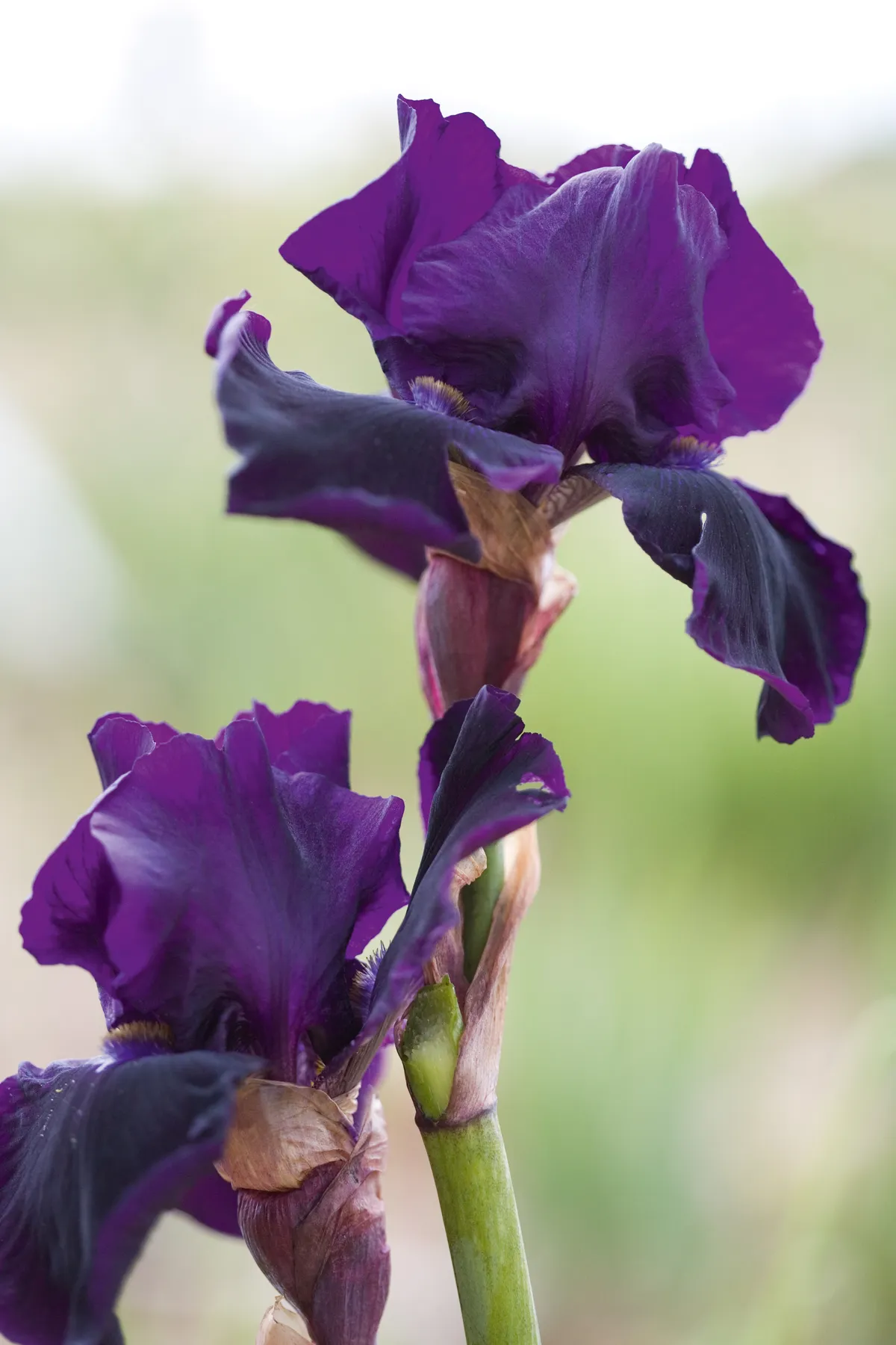 Iris germanica 'Interpol'