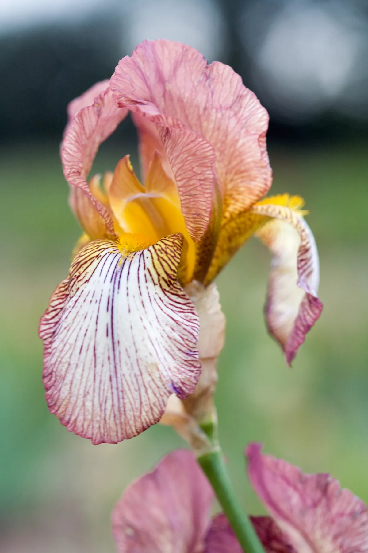 Iris germanica 'Benton Ankaret'