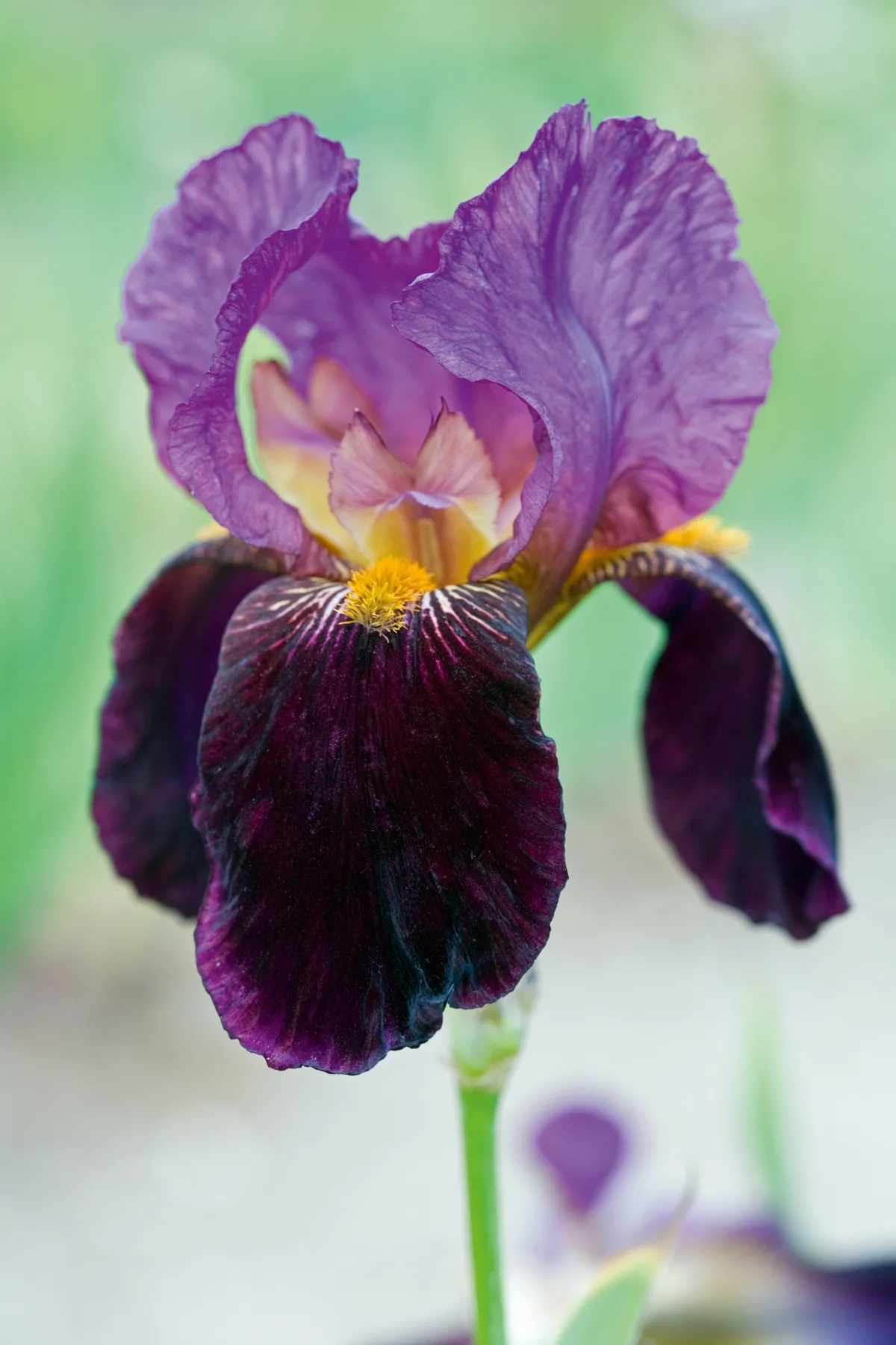 Iris germanica 'Storington'