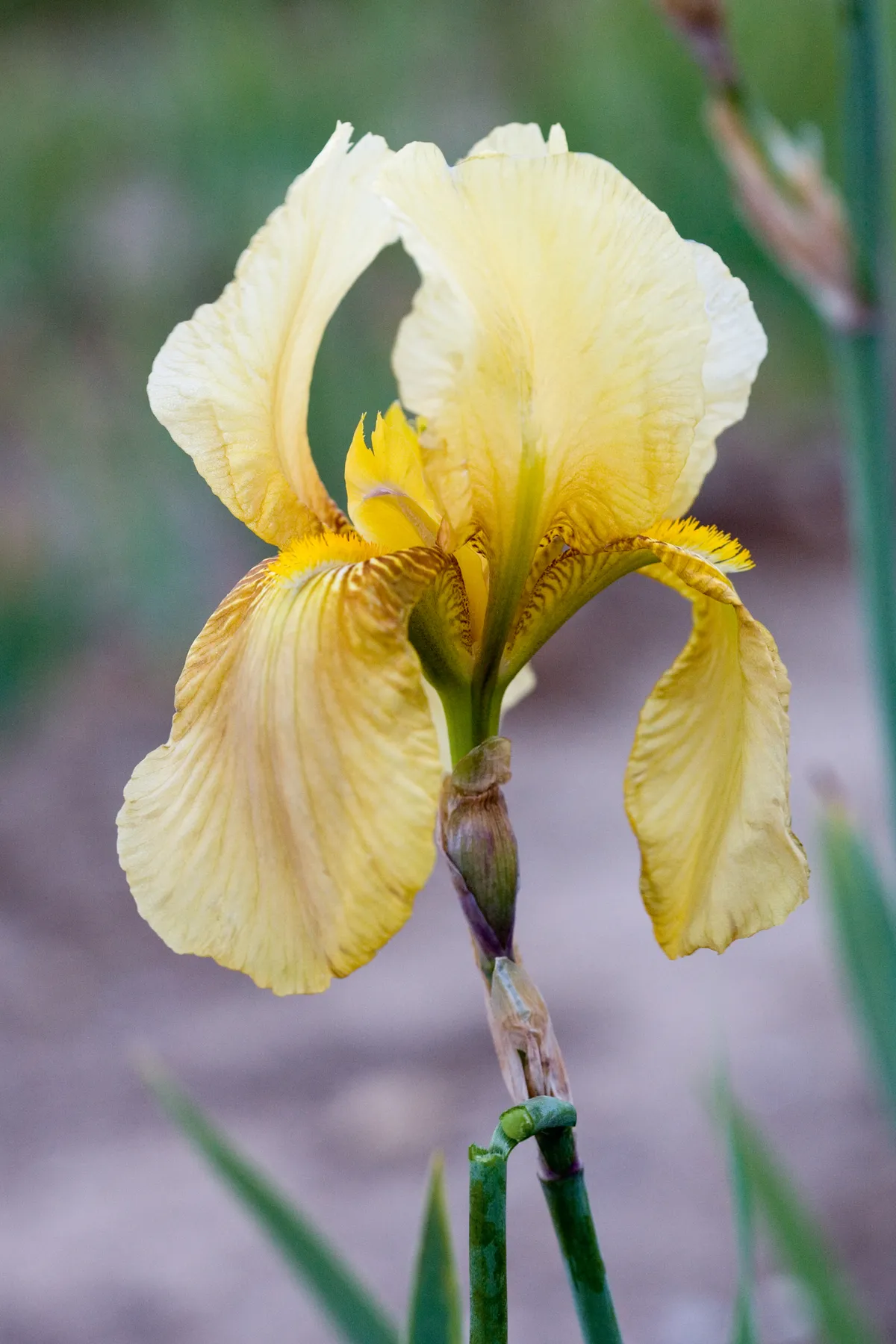 Iris germanica 'Glen Ellen'