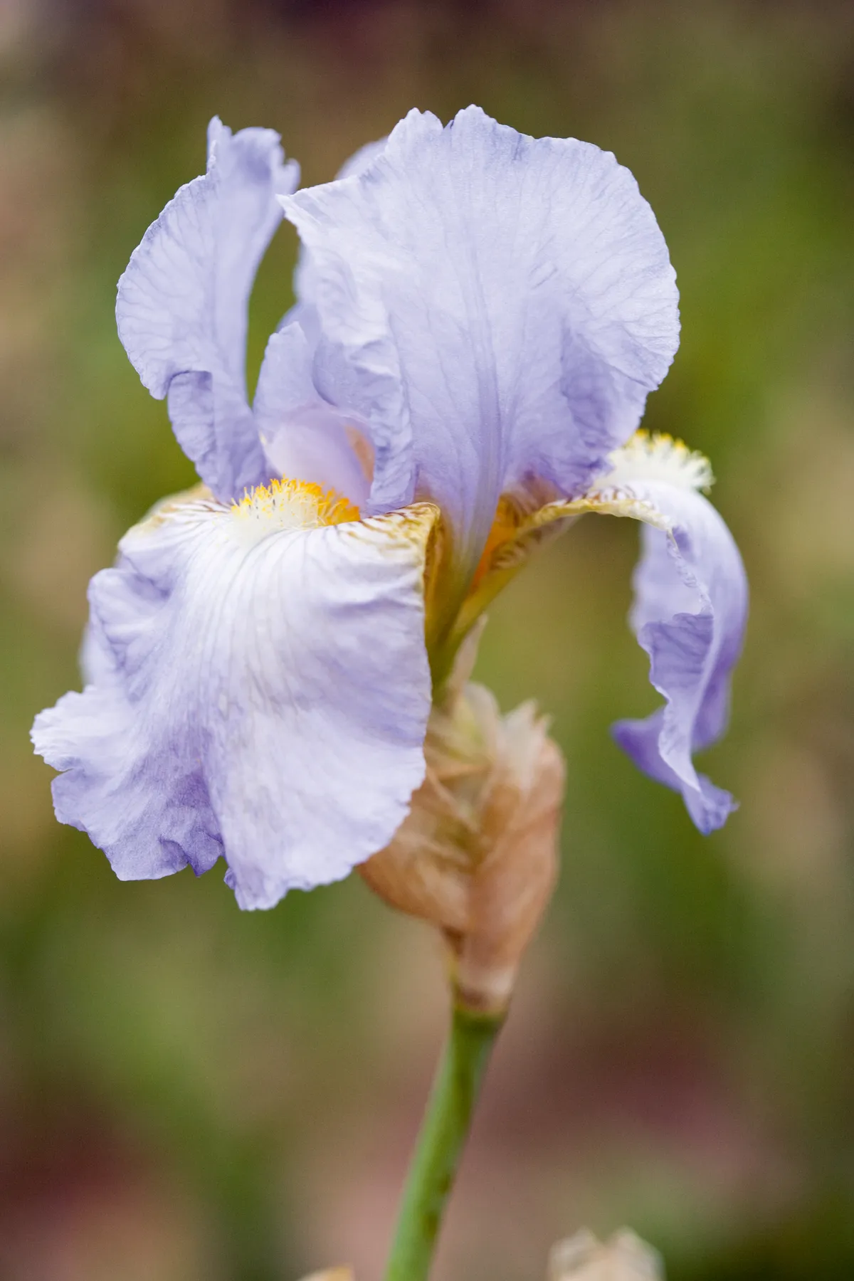 Iris germanica 'Harbor Blue'