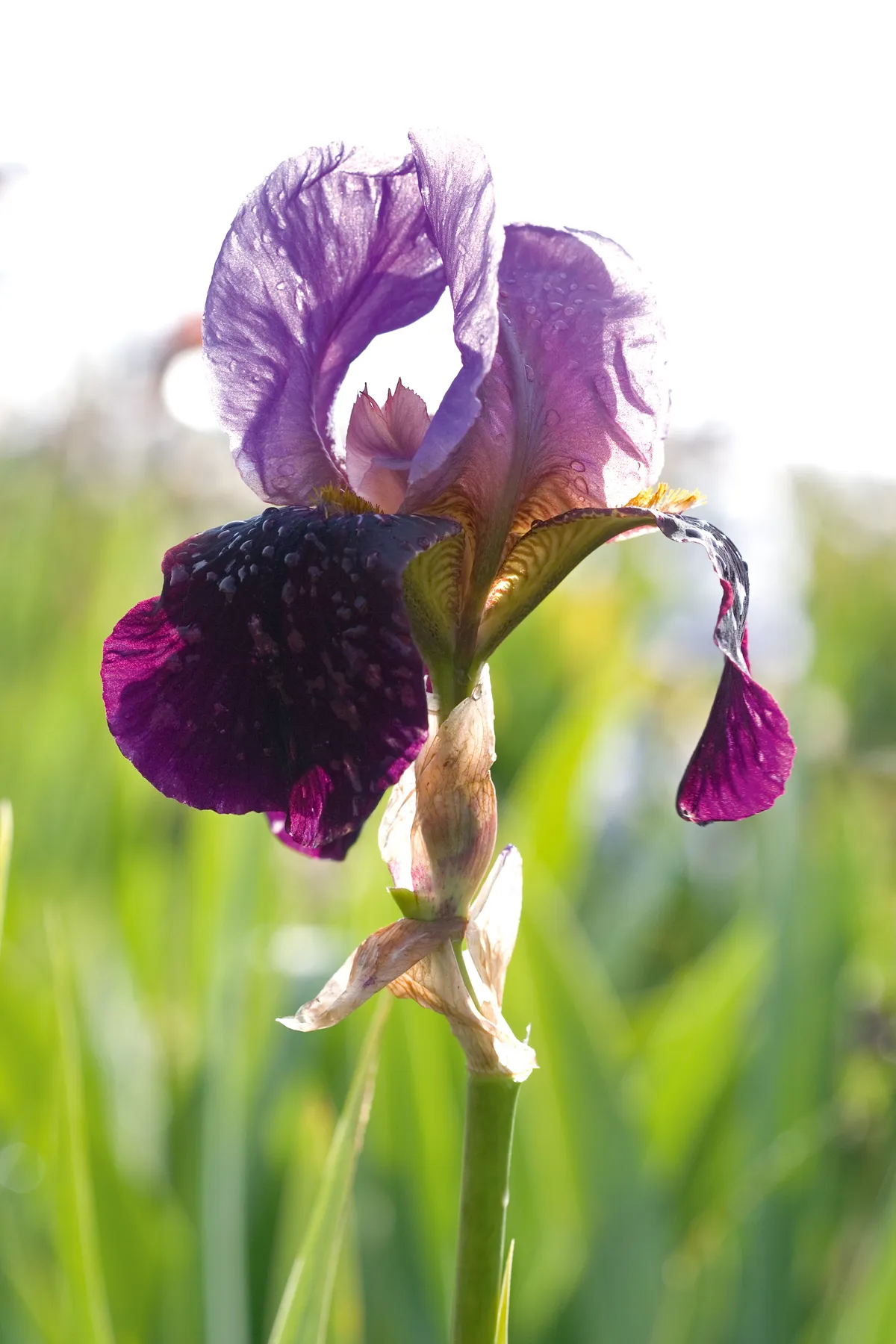 Iris germanica 'Cameroun'