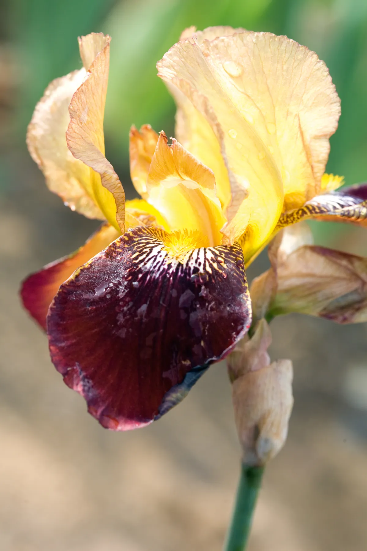 Iris germanica 'El Tovar'