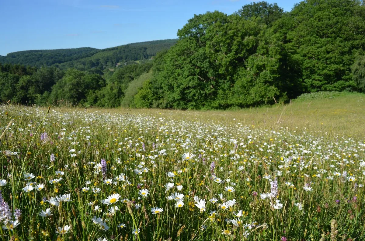 Joans Hill Farm (c) Joe Costley-Plantlife Joans Hill Farm (