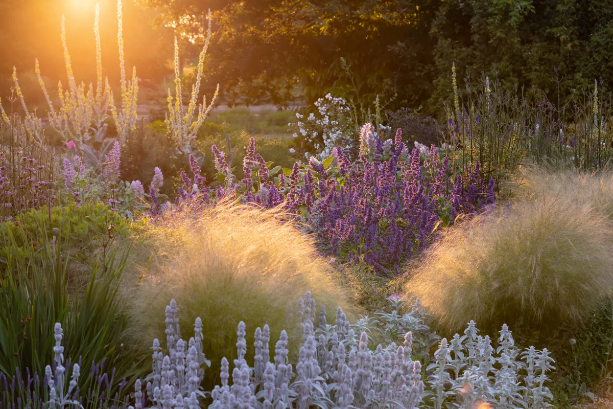 Nepeta 'Chettle Blue', Stipa tenuissima and Stachys in The Gravel Garden at Beth Chatto's in June.