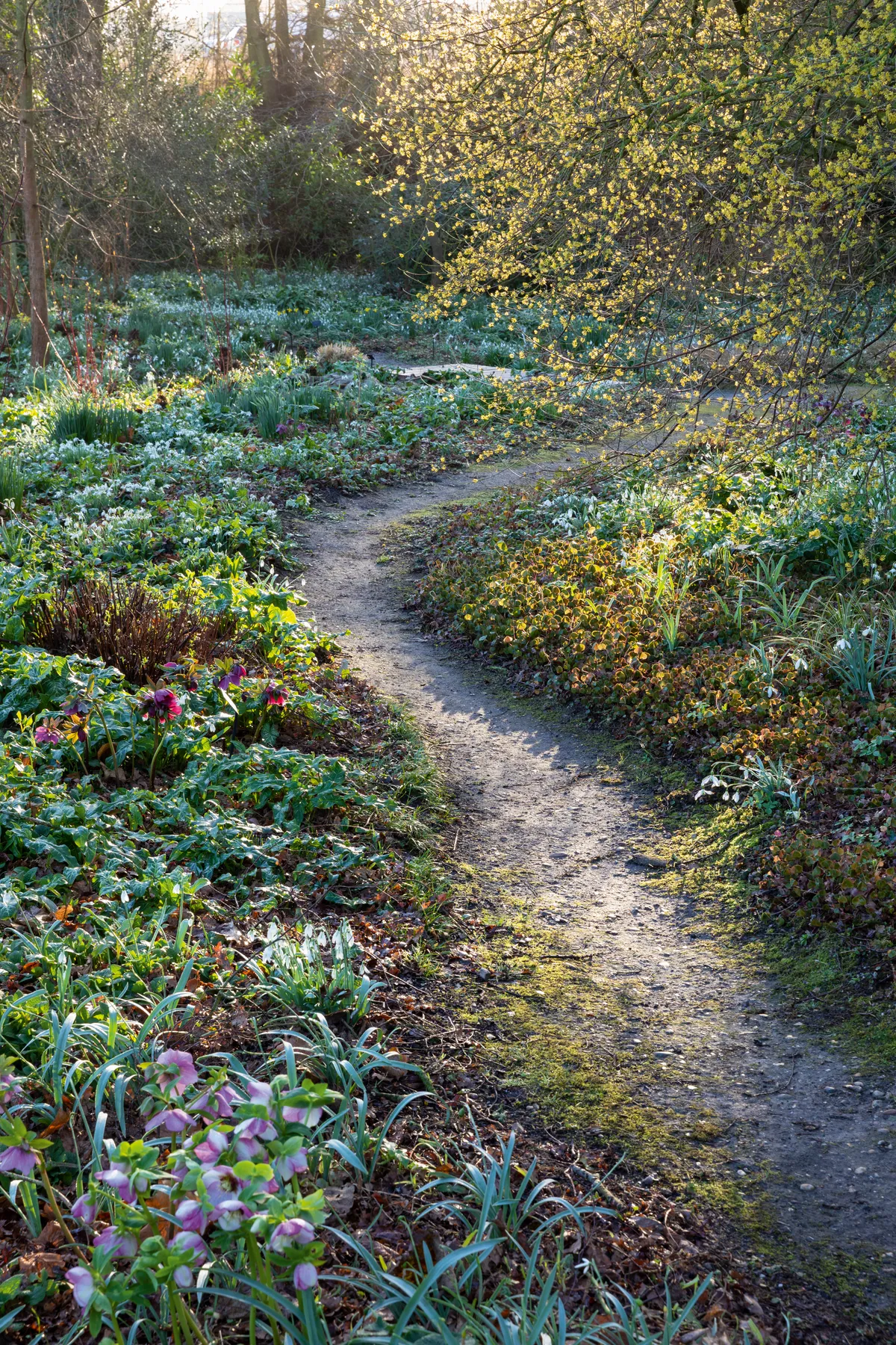 Path leading through the Woodland Garden at Beth Chatto's garden in February,