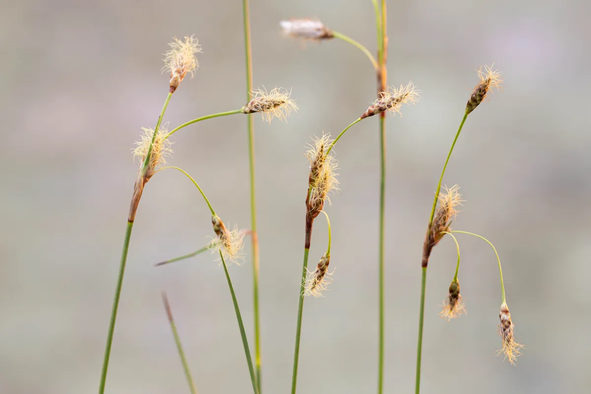 Eriophorum Angustifolium, Cotton Grass