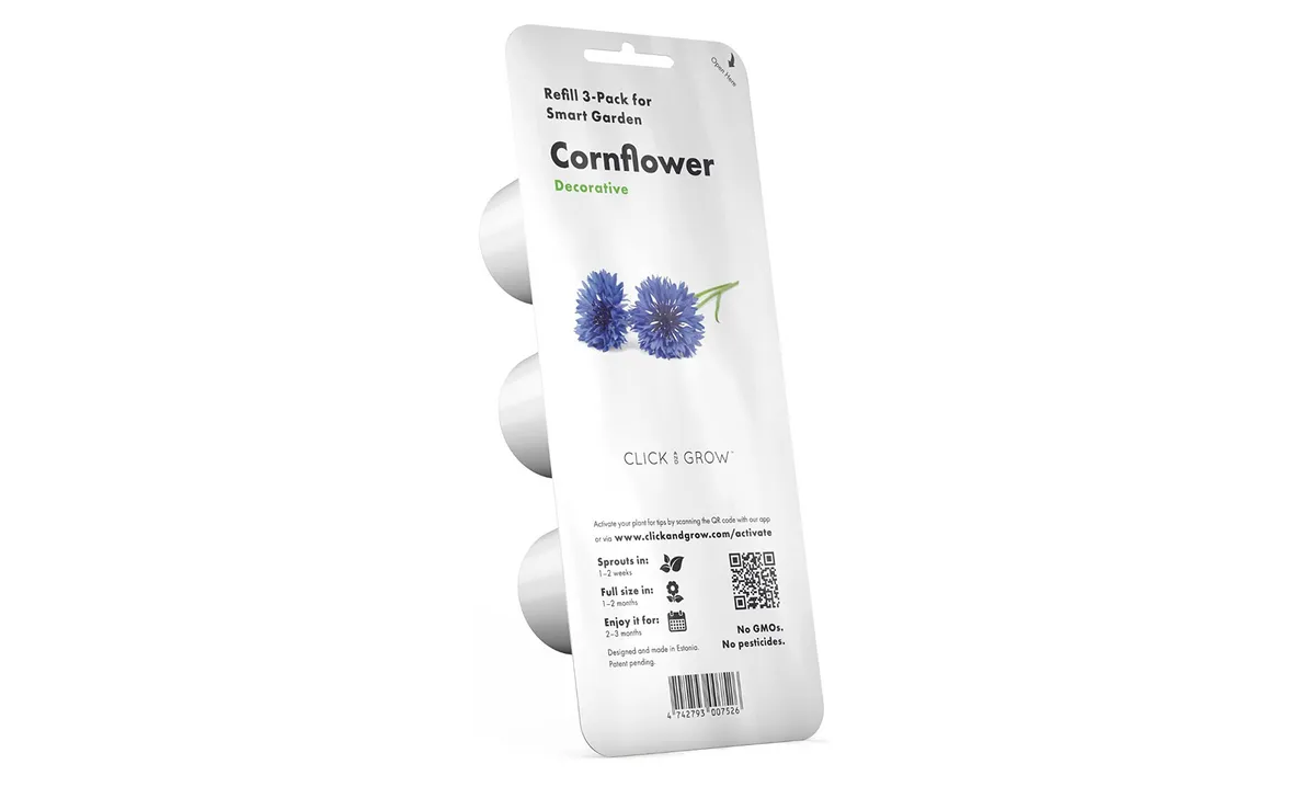 Cornflower plant pods