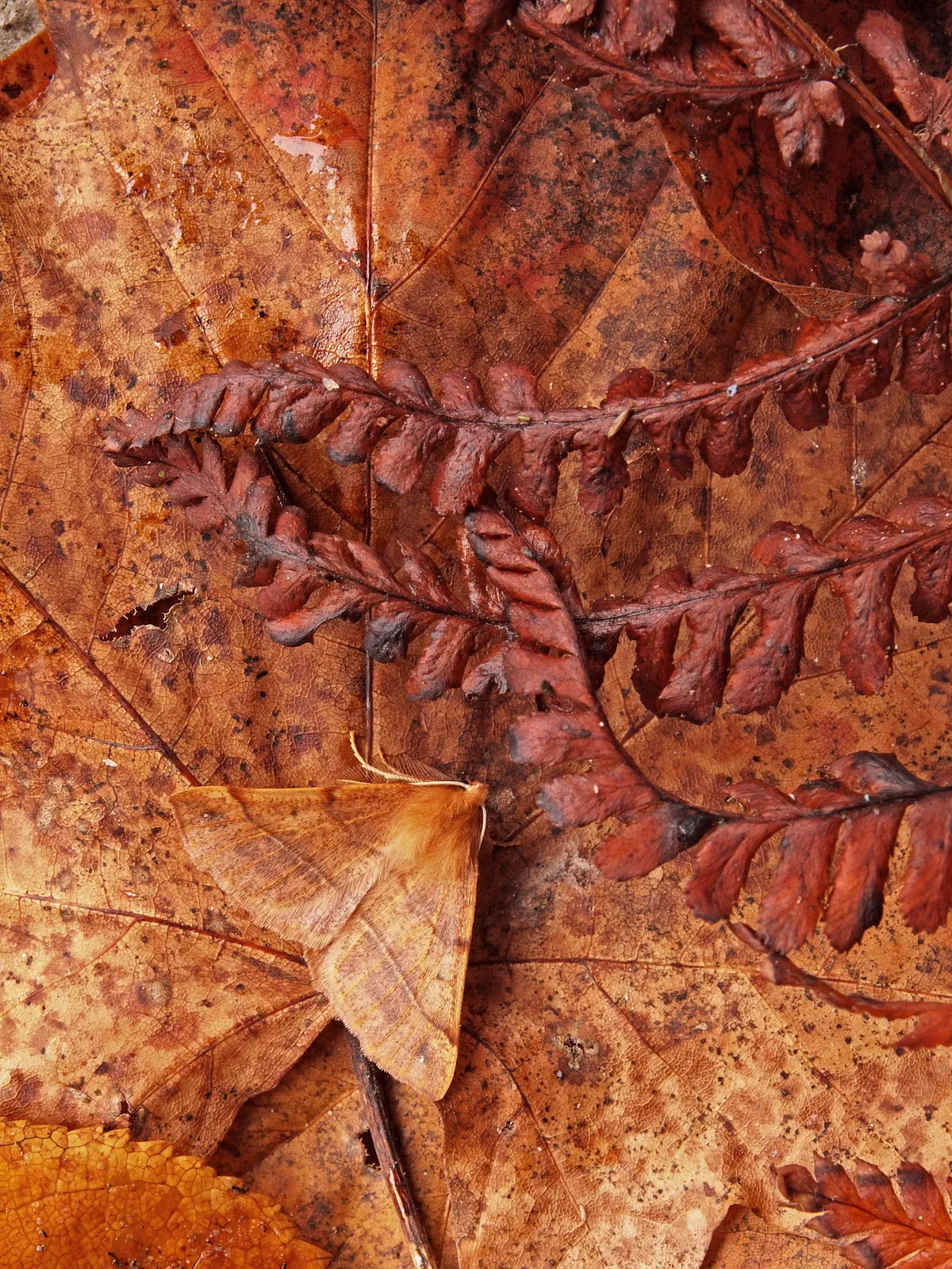 Autumn Feathered Thorn