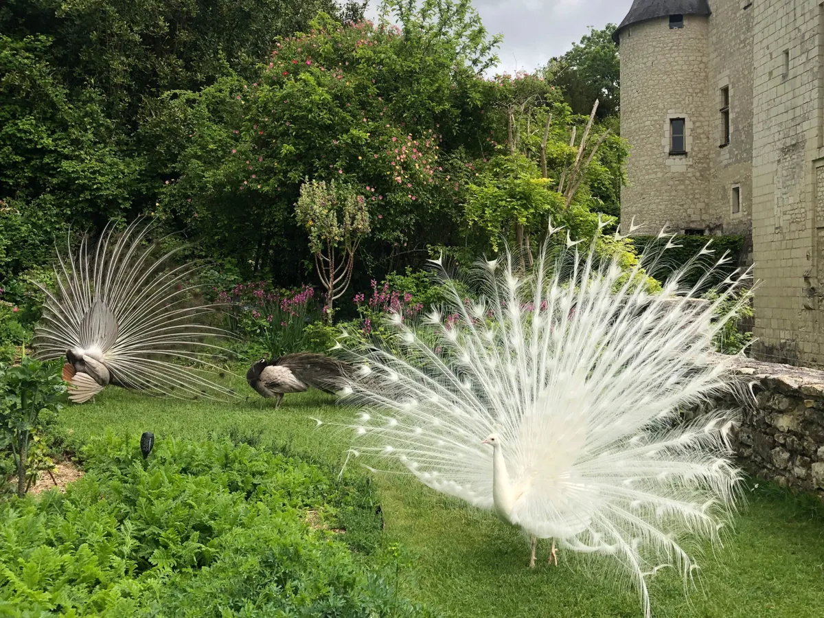 White peacock at Chateau du Rivau