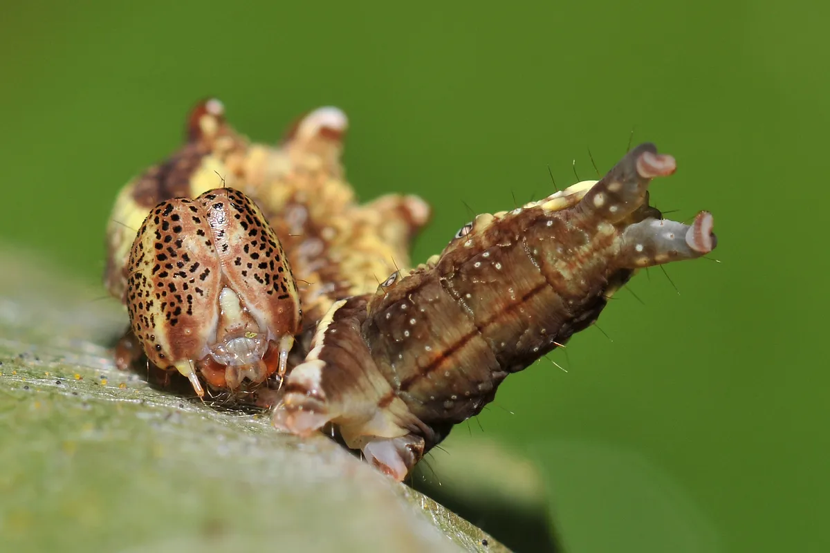 Iron Prominent moth caterpillar, Notodonta dromedarius
