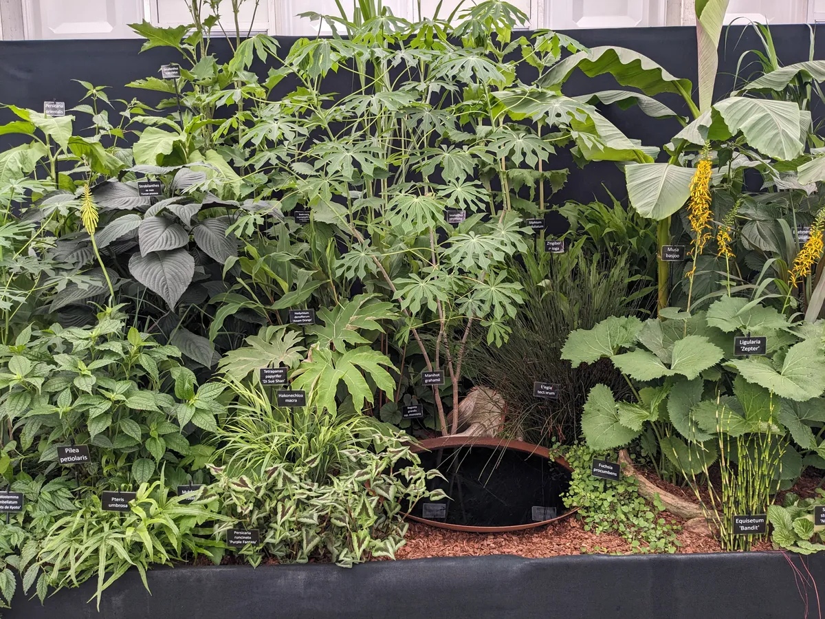Hampton Court Flower Show: Jungle garden display from Newbury Farm Plants
