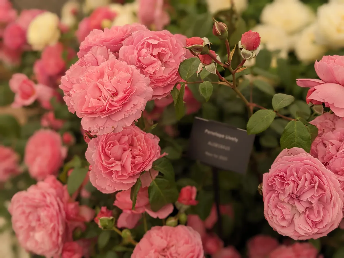 Rosa Penelope Lively at Hampton Court Flower Show
