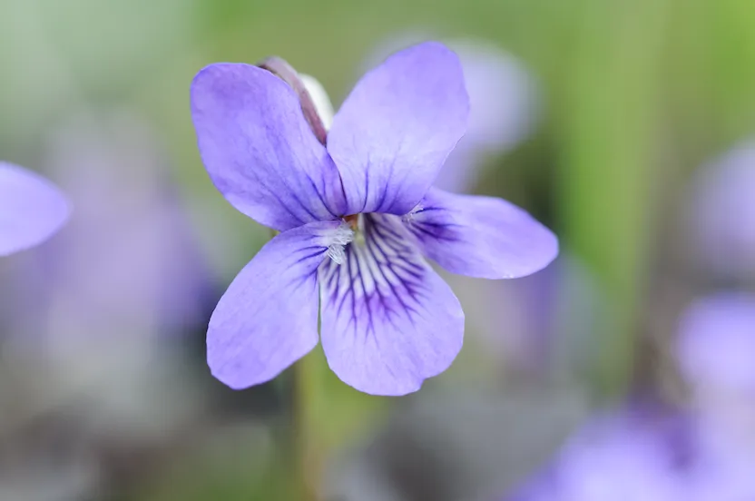 Common dog violet, Viola riviana