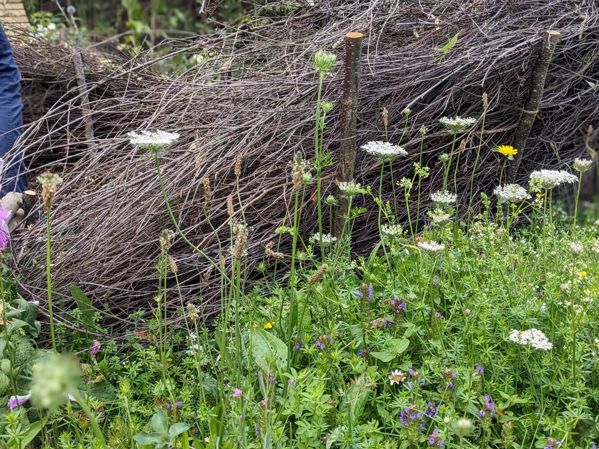 Hampton Court Flower Show: RHS Garden Wisley dead hedge and meadow edge