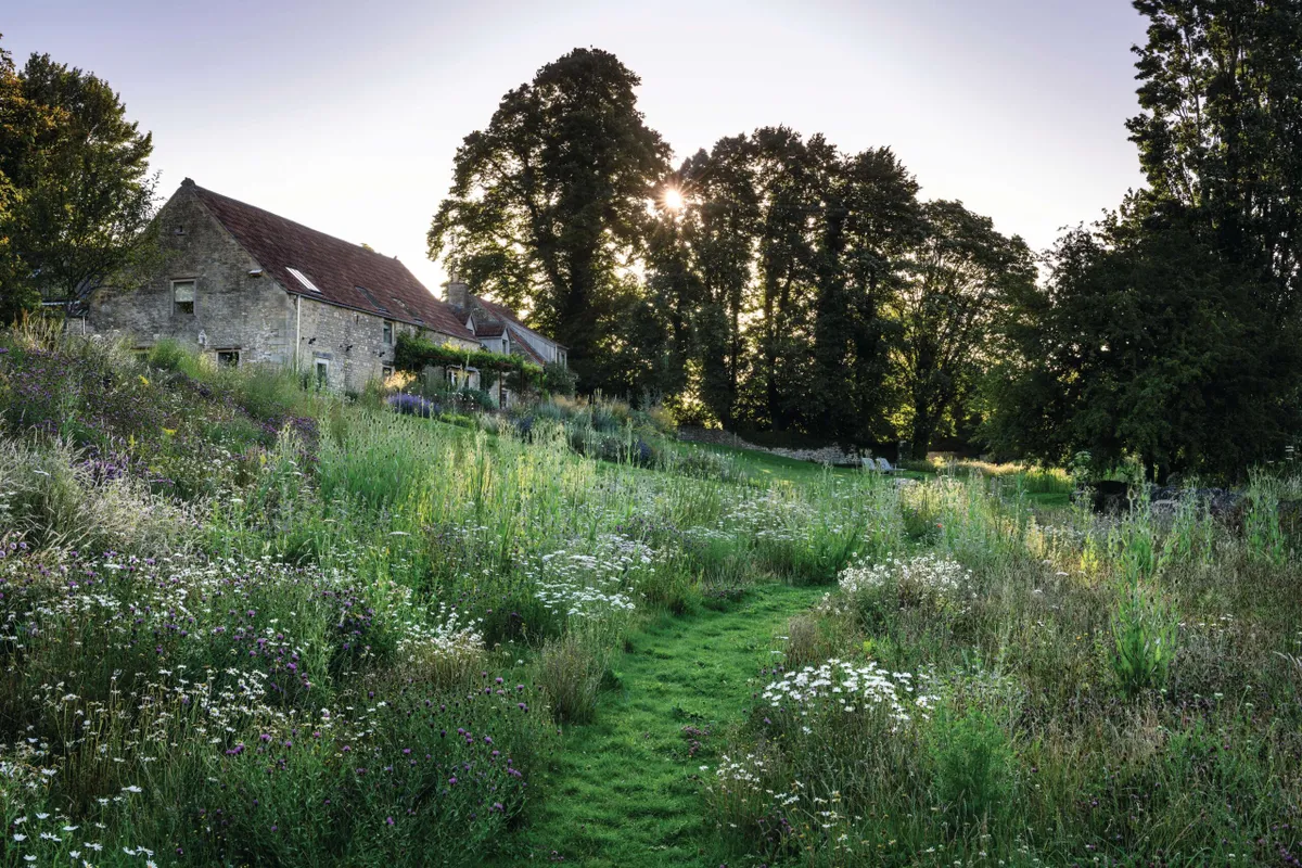 Path mown through wildflower meadow in Jo McKerr's Somerset garden