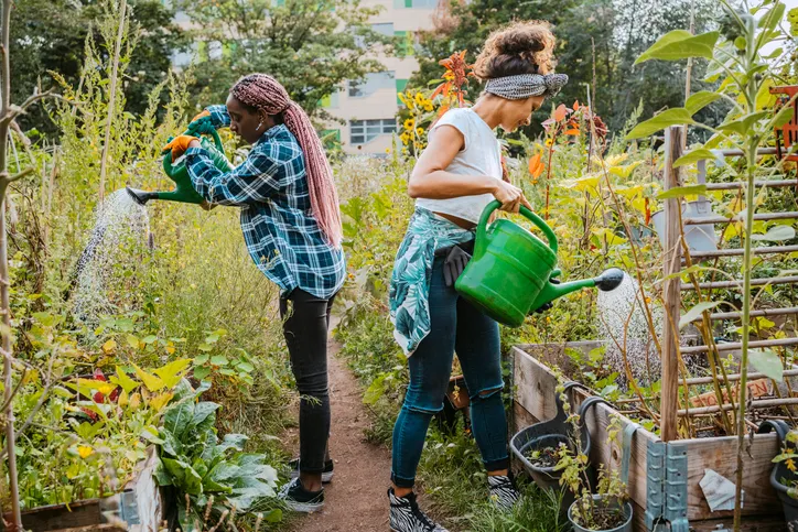 Female environmentalists watering plants while standing in urban farm