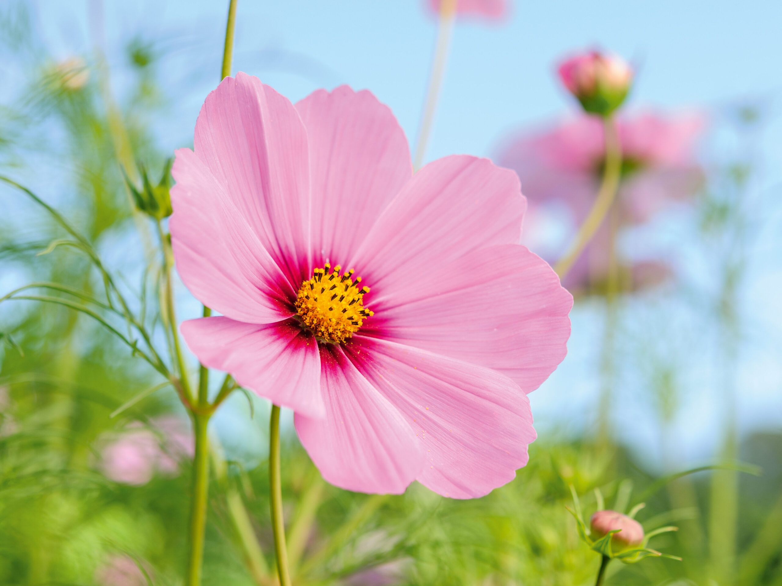 Love Pink Flowers? These Top 8 Will Brighten Your Garden (And Your