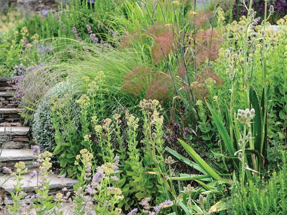 A mix of plants, including Nepeta racemosa ‘Walker’s Low’ and Eryngium agavifolium, tumble over the stone steps that lead down the garden’s steep slope. Hylotelephium telephium subsp. ruprechtii, the showy orpine, is particularly tolerant of drought and salt, and is a beautiful contrast when partnered with the rust-coloured fennel, Foeniculum vulgare ‘Purpureum’.