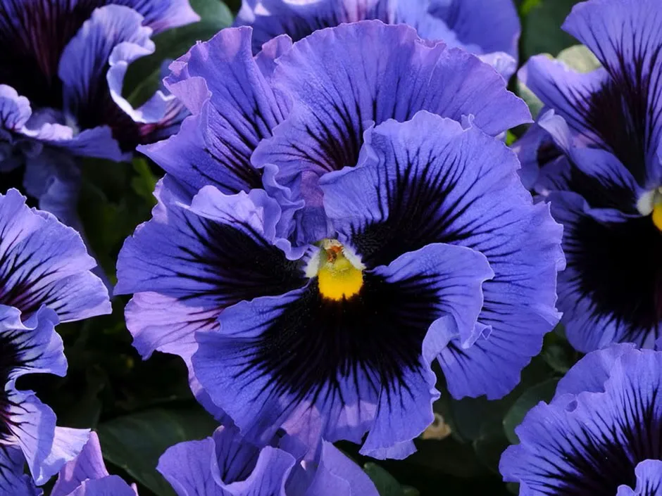 Pansy 'Frizzle Sizzle'