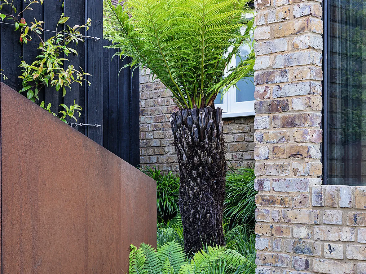 An awkward corner is turned
into a stylish set piece with a tree fern (Dicksonia antarctica) rising from a sea of Hakonechloa macra and ferns