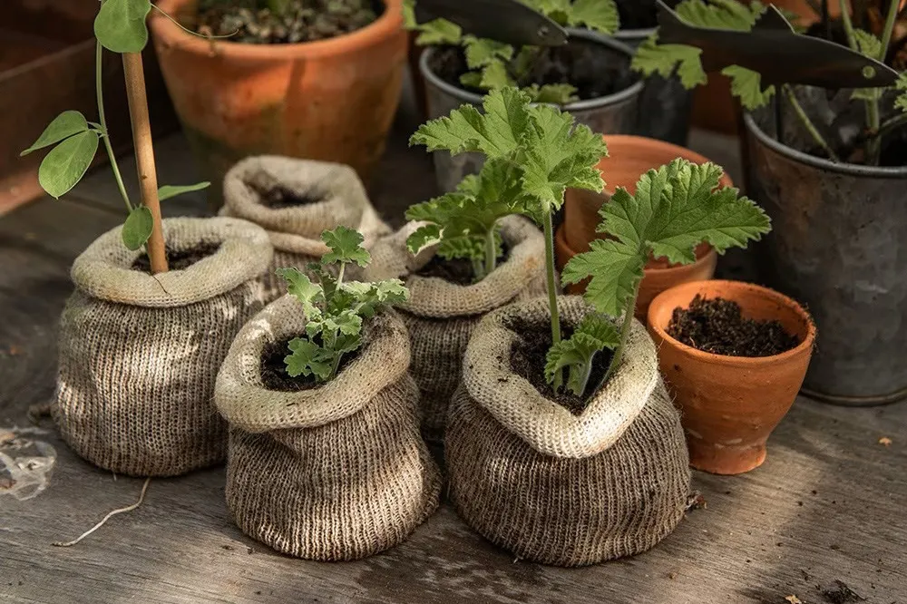 Wool plant pots with plants on a potting bench