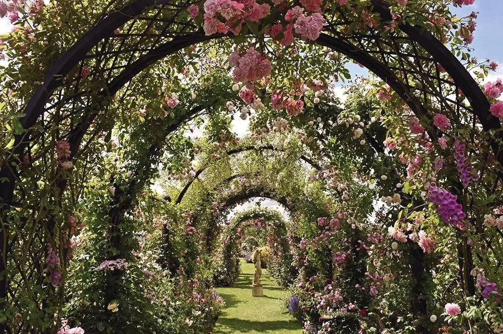 Peter Beales Rose Garden in Norfolk