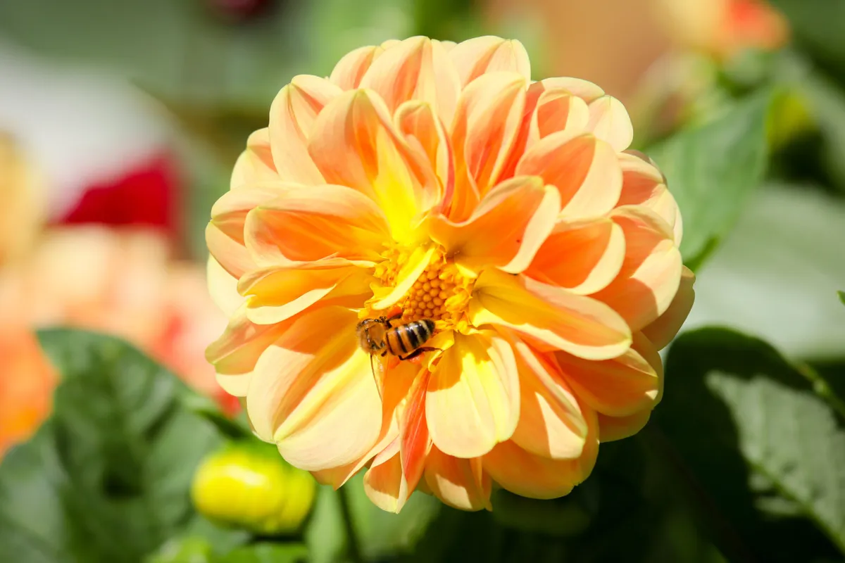 Dahlia with bee © Garden Organic