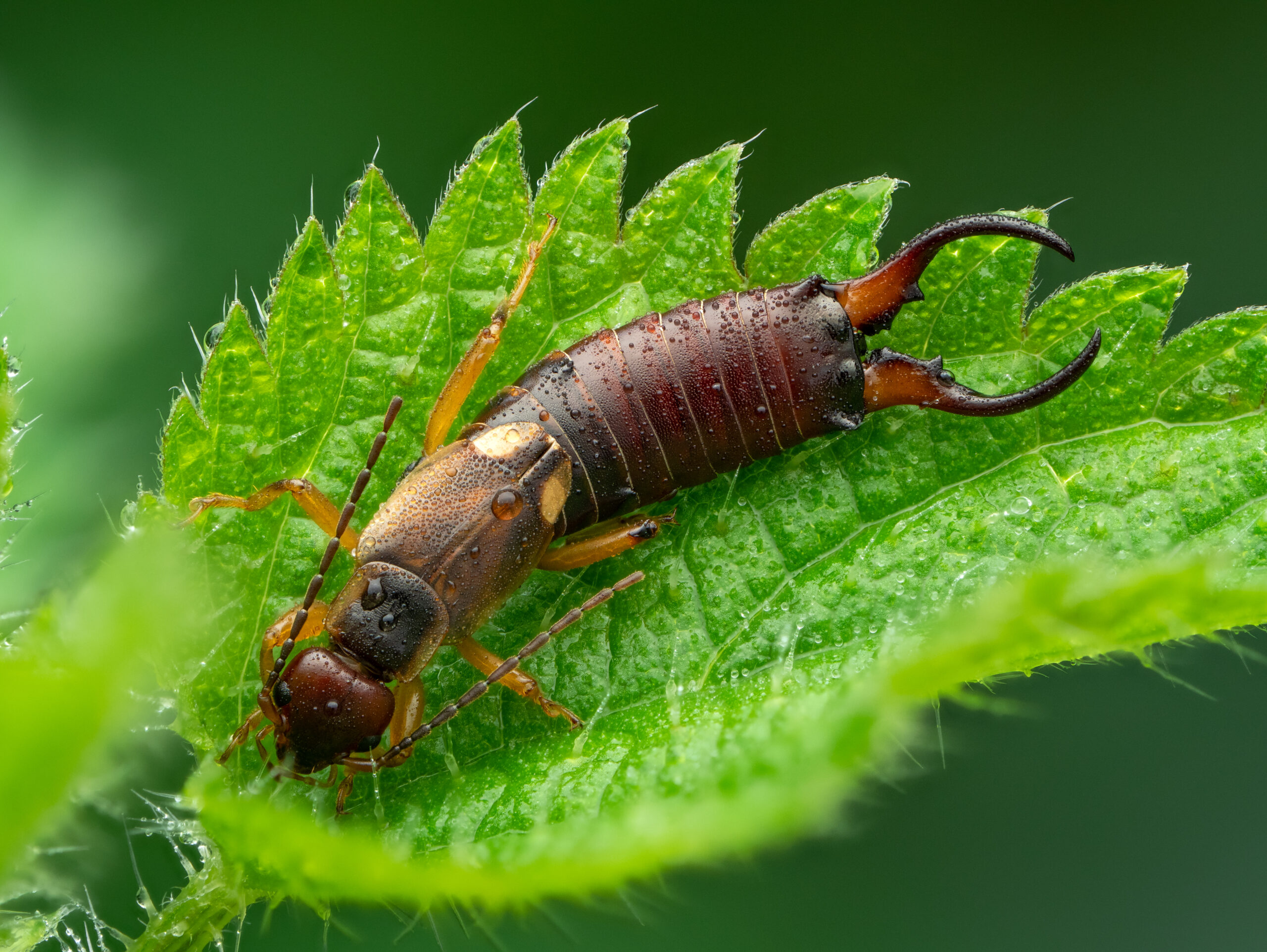 Earwigs are perfect garden pest control - Gardens Illustrated