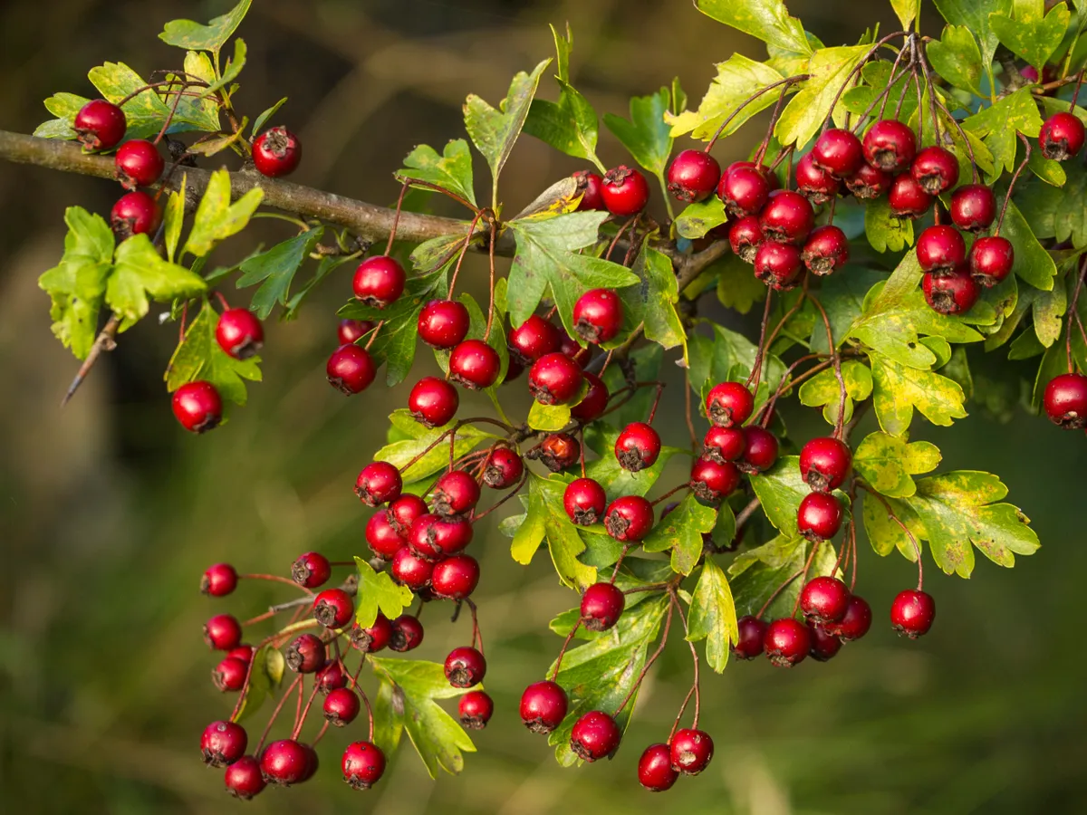 A branch full of red hawthorn berries in early autumn, Crataegus monogyna © Getty/Javier Fernández Sánchez