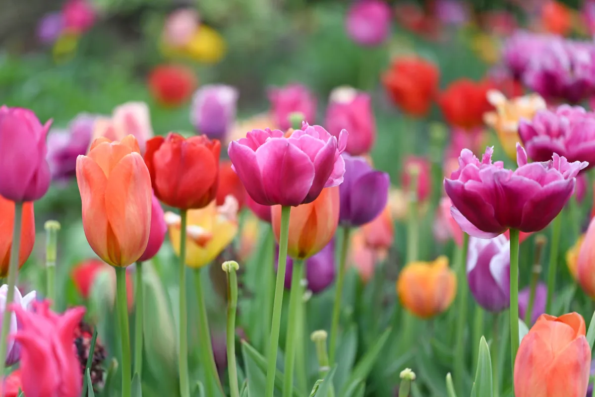 A mix of tulips