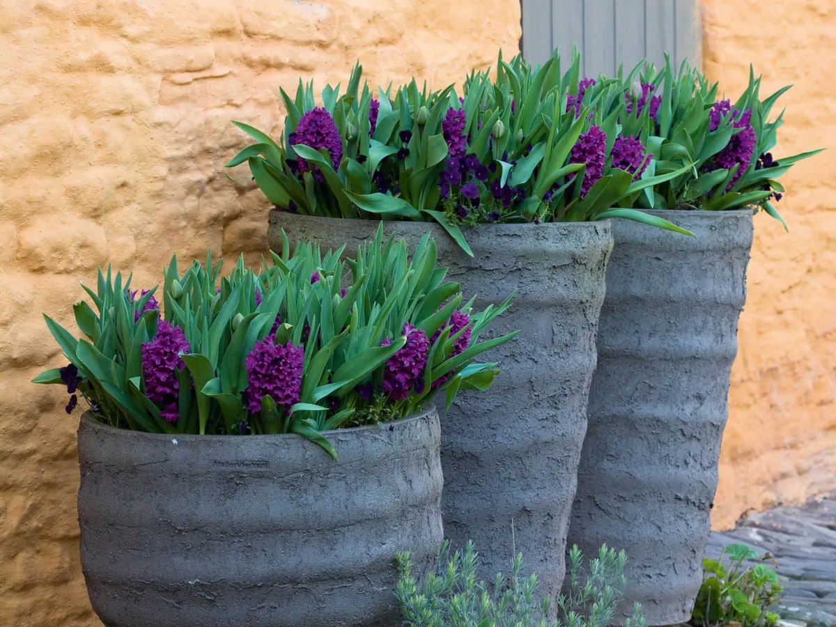 Pots of hyacinths