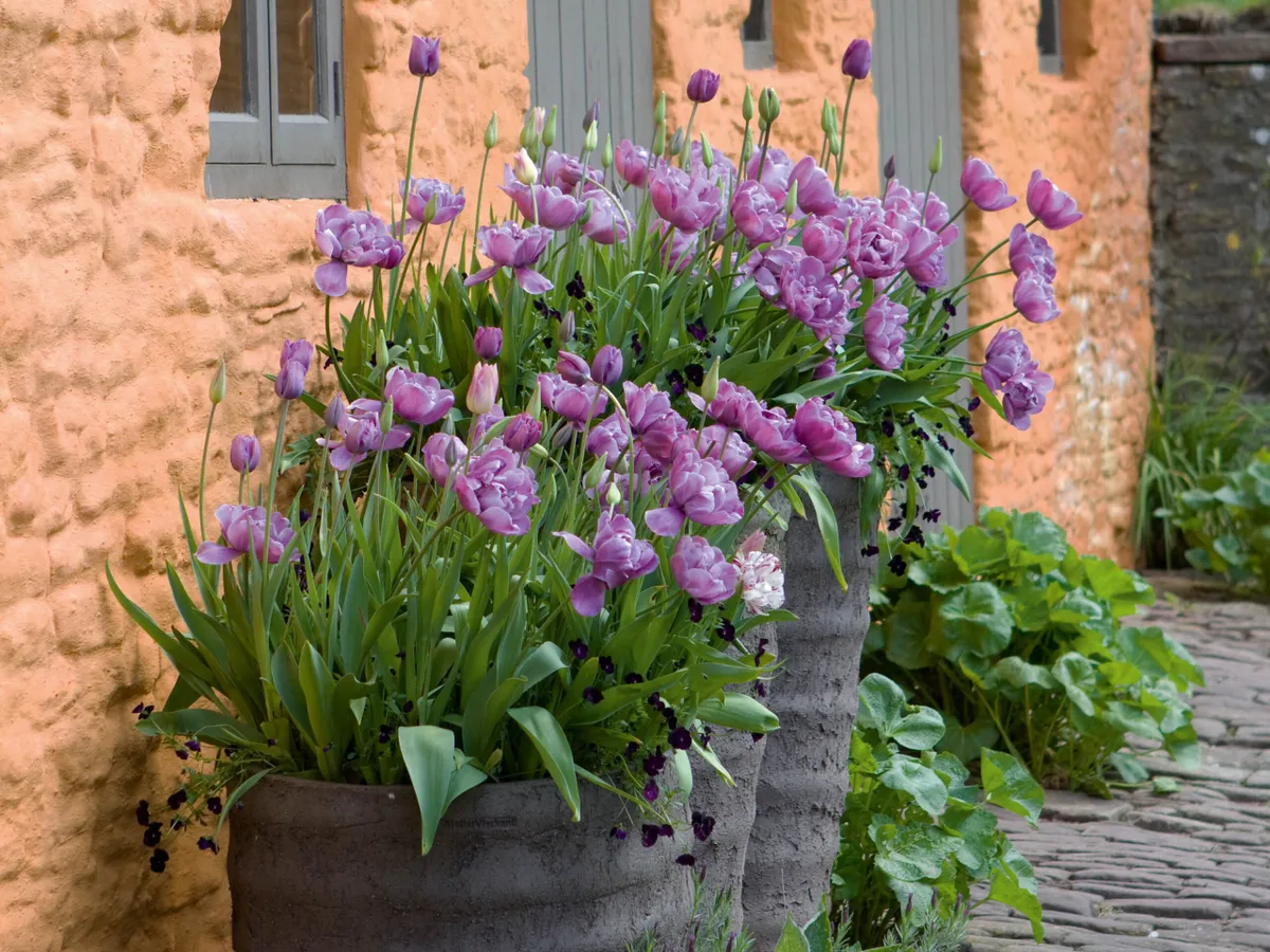 Pots of tulips by the house.