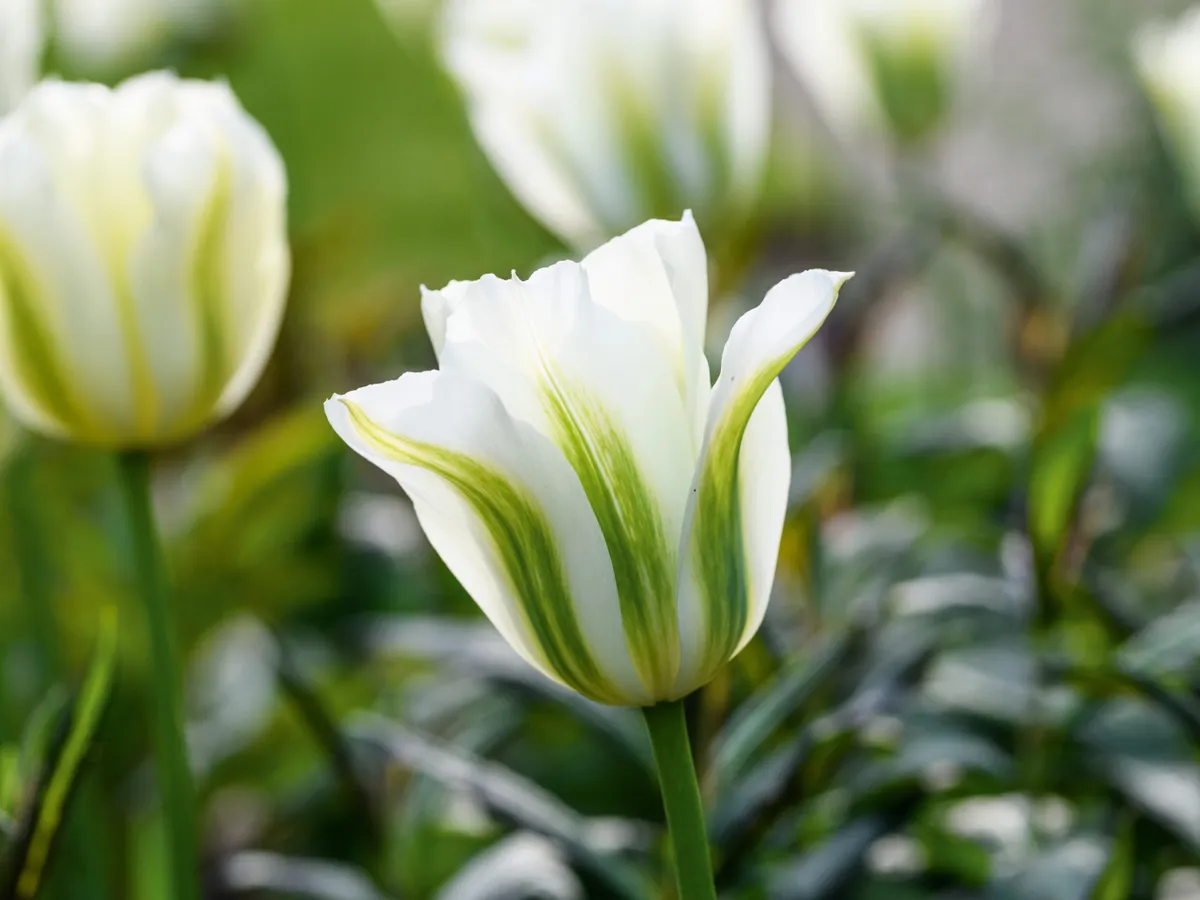 Tulipa ‘Spring Green’ © Jason Ingram