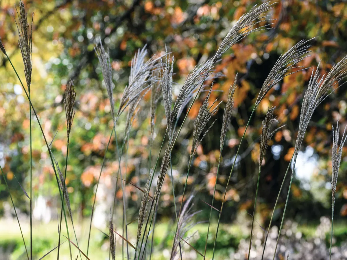 Miscanthus ‘Red Spear’
