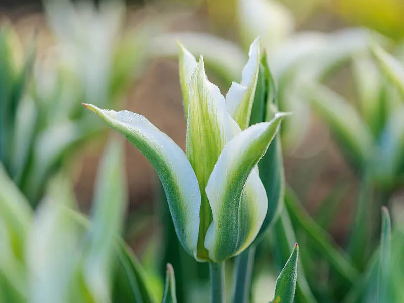 Tulipa 'Greenstar'