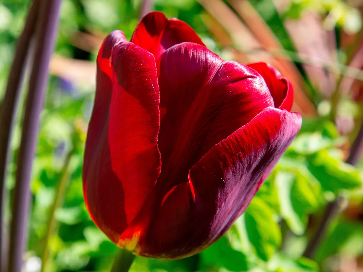 Tulip 'Jan Reus'