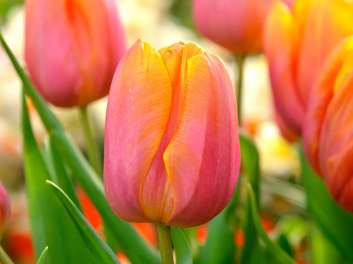 Tulip 'Mystic Van Eijk'