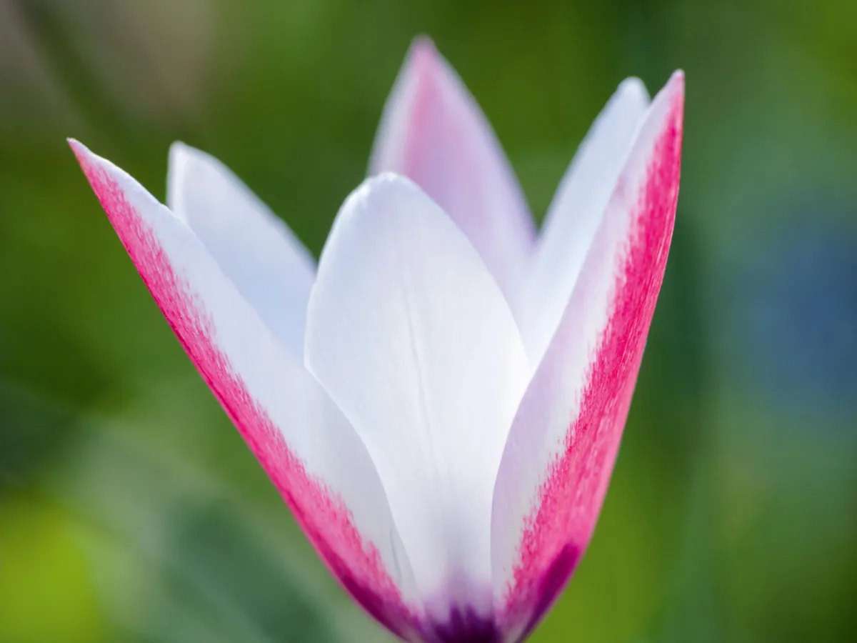 Tulipa clusiana © Richard Bloom