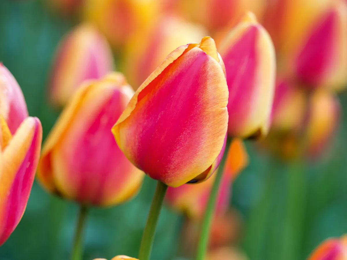 Tulip 'Apeldoorn's Elite'